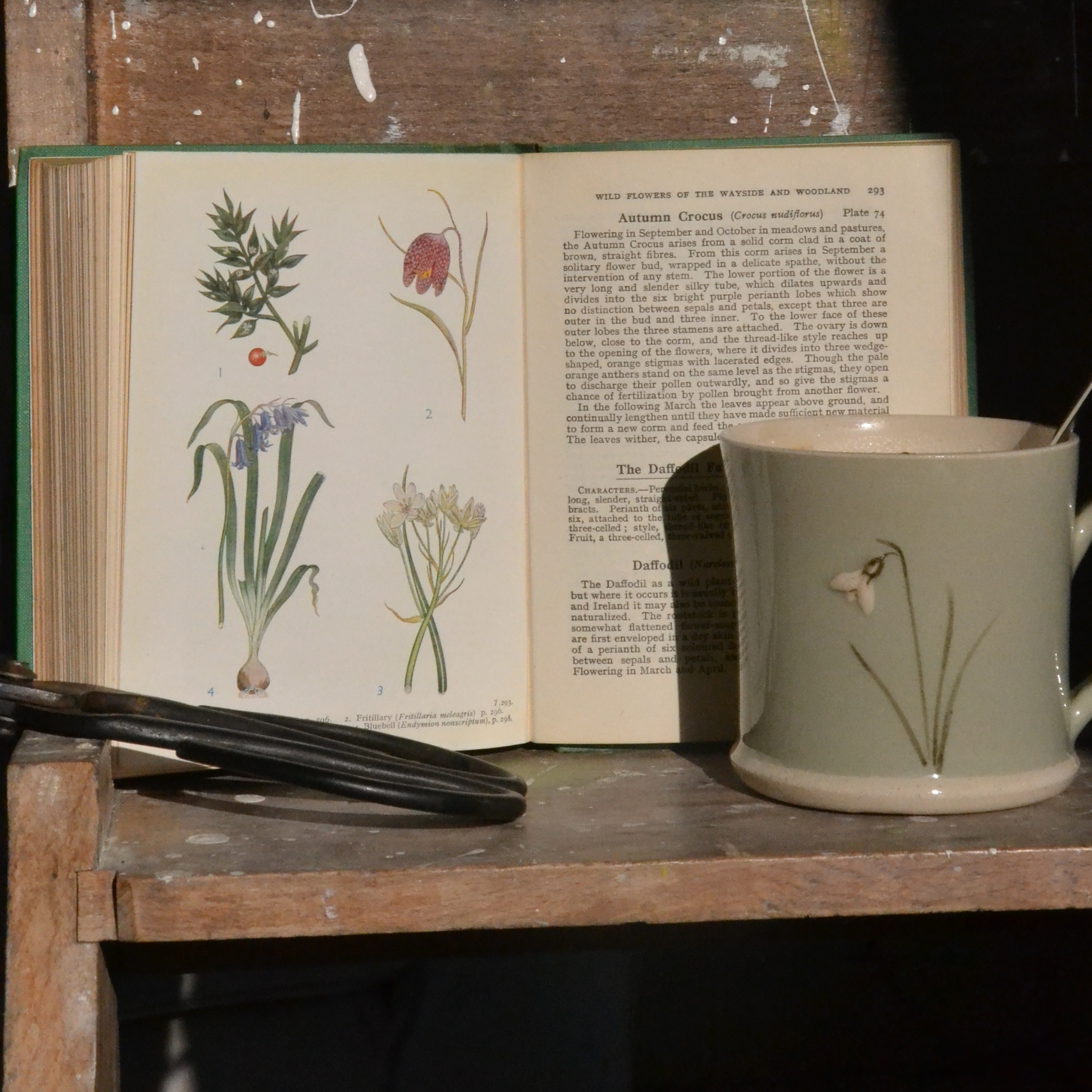 Wild Flowers of the Wayside and Woodland - The Reed Warbler Shop